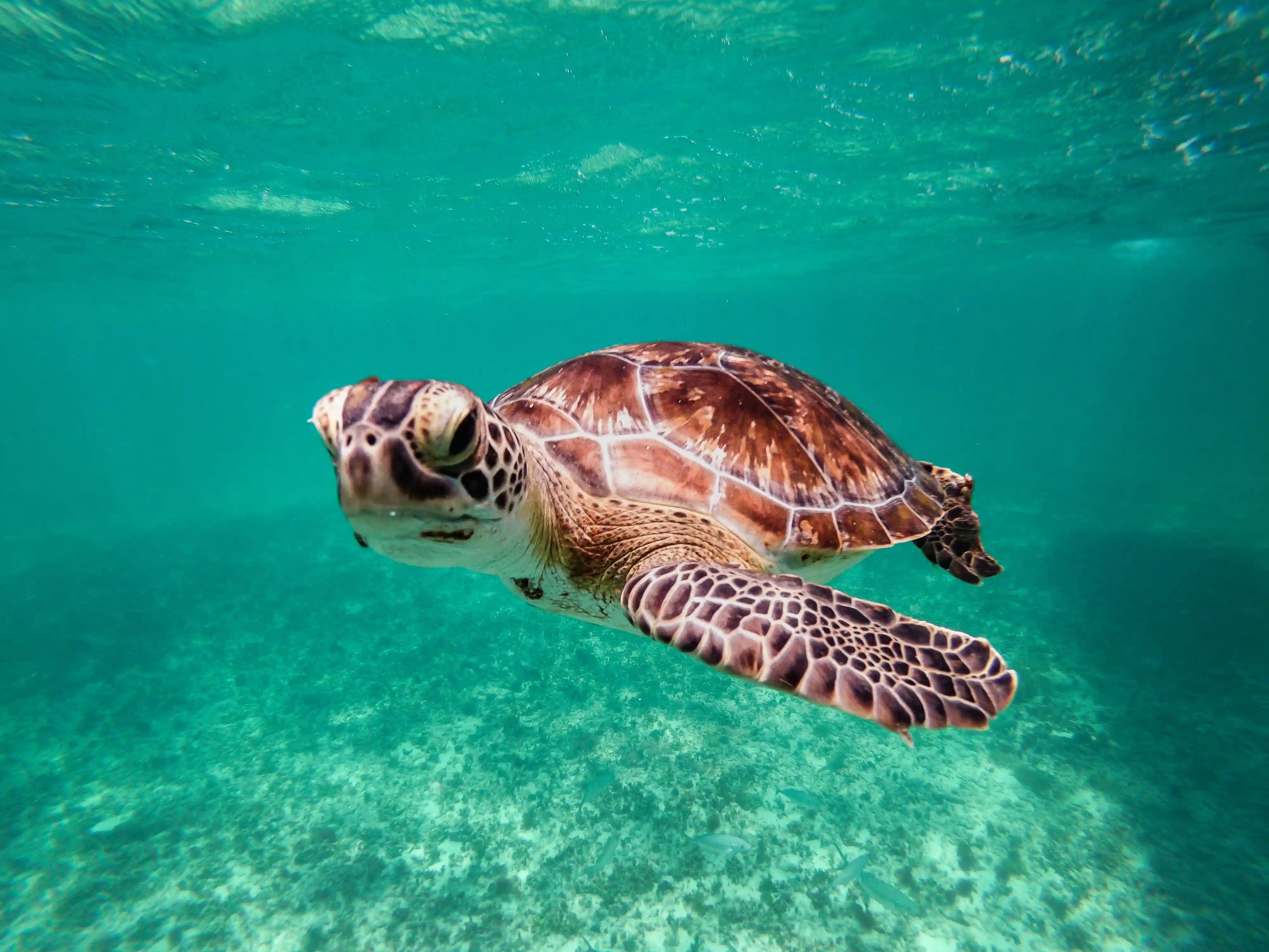 A sea turtle swimming in clear turquoise water off the south coast of Sri Lanka
